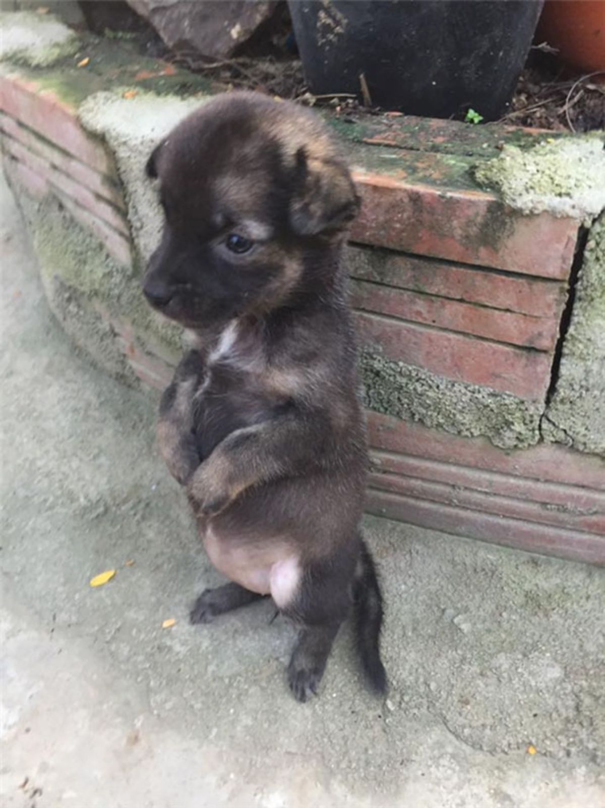 a black puppy standing up on its hind legs in a garden