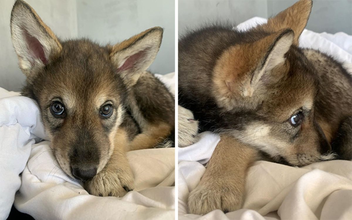 2 photos of a wolf cub laying on white bedding