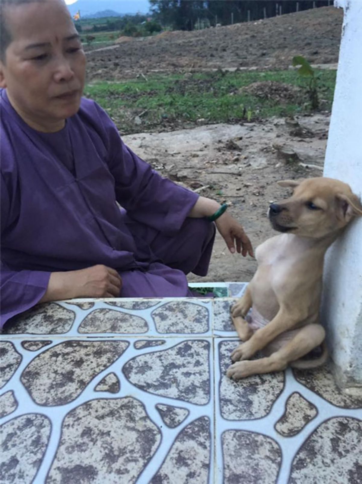 a brown puppy leaning against a white wall and sitting upright next to a nun in purple robes