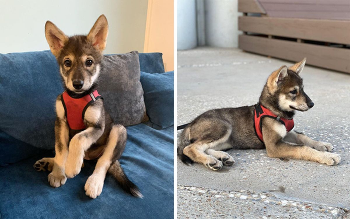 2 photos of a wolf cub wearing a red vest sitting on a blue couch and laying down on a grey cement floor