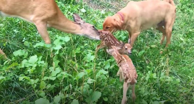 Dog with deer and twin fawns
