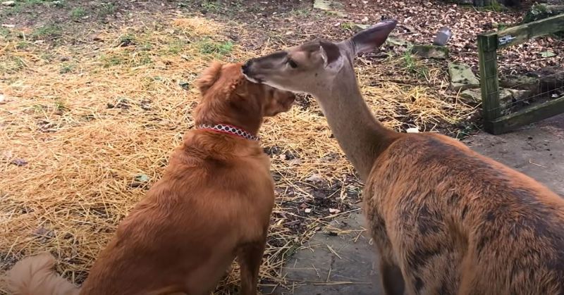 Deer and dog talking to each other