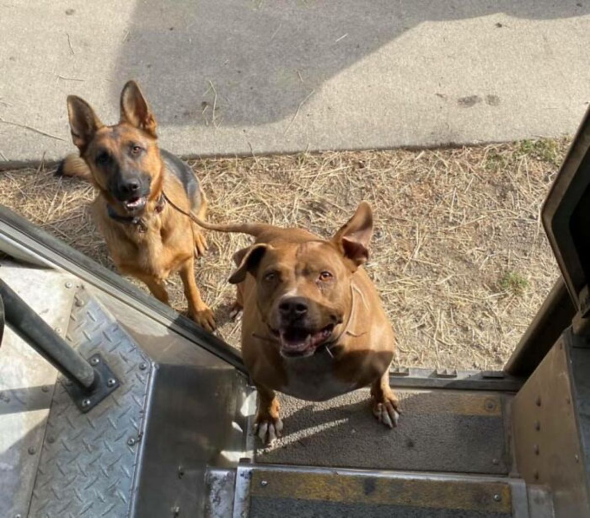 a german shepherd and a brown pitbull at the base of the stairs of a ups truck