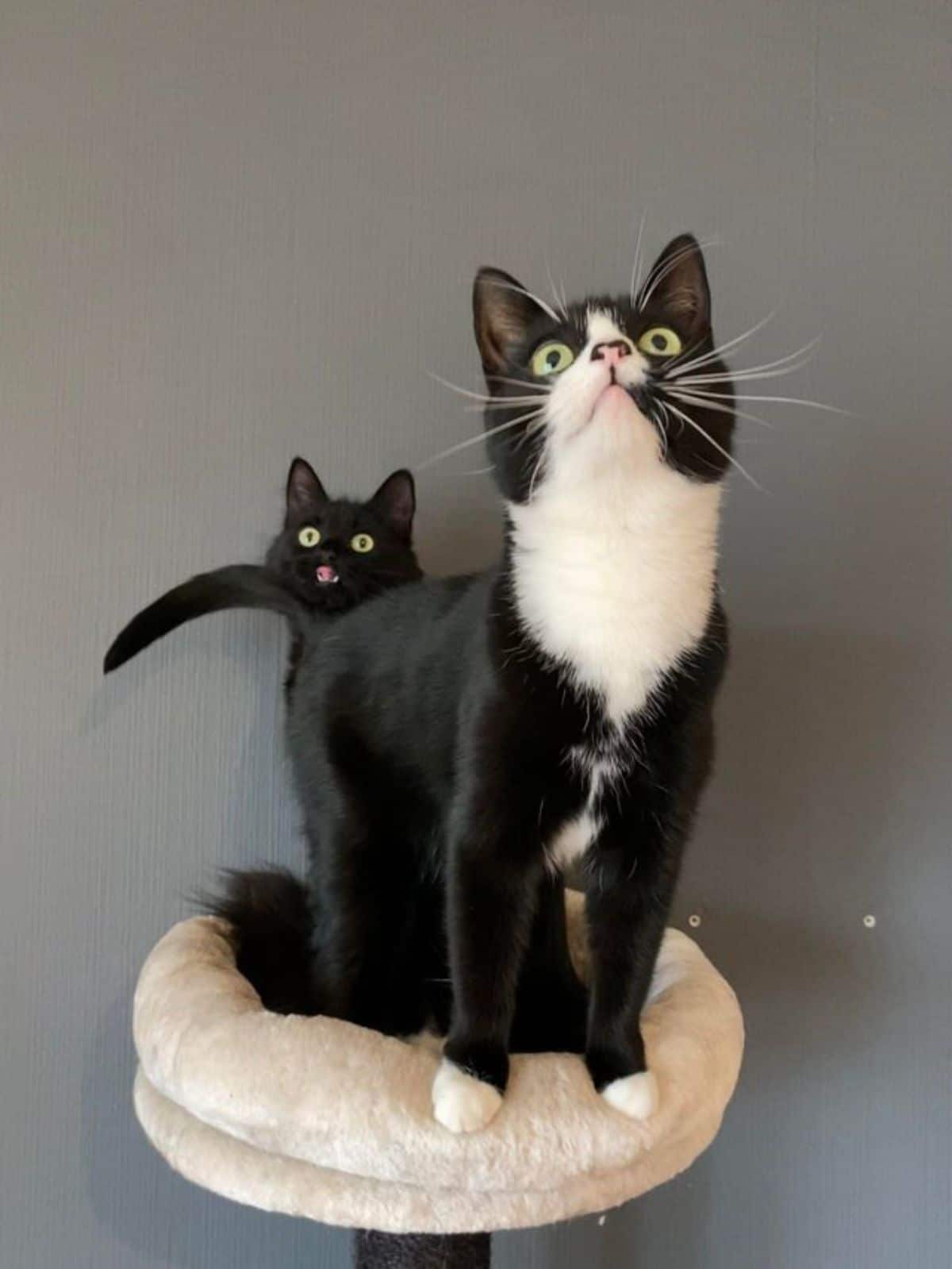 a black kitten sitting behind a black and white cat on a cat tree