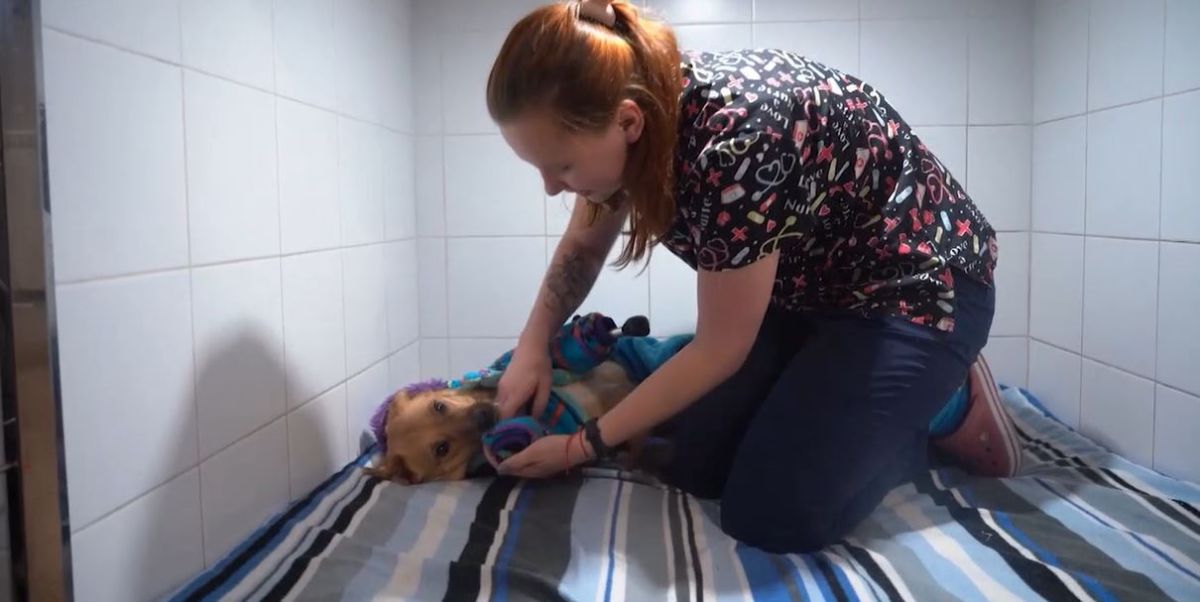 a woman in colourful clothes putting on a blue onesie on a brown dog with prosthetic legs laying on a blue blanket