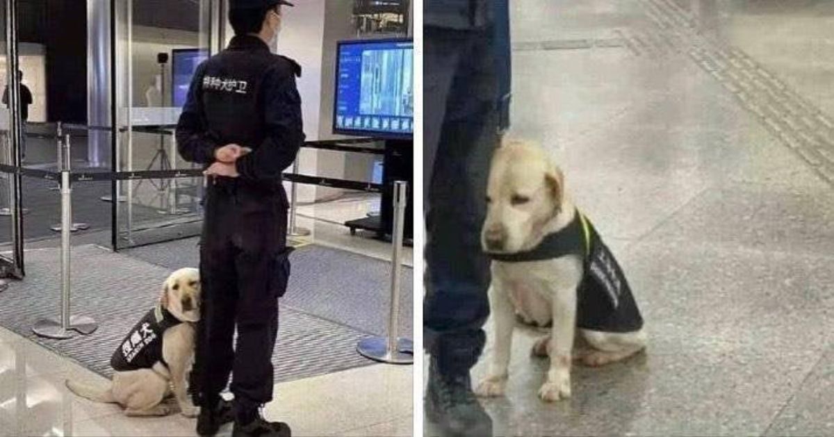 a labrador retriever wearing a black vest slumped against the legs of an airport official in an airport