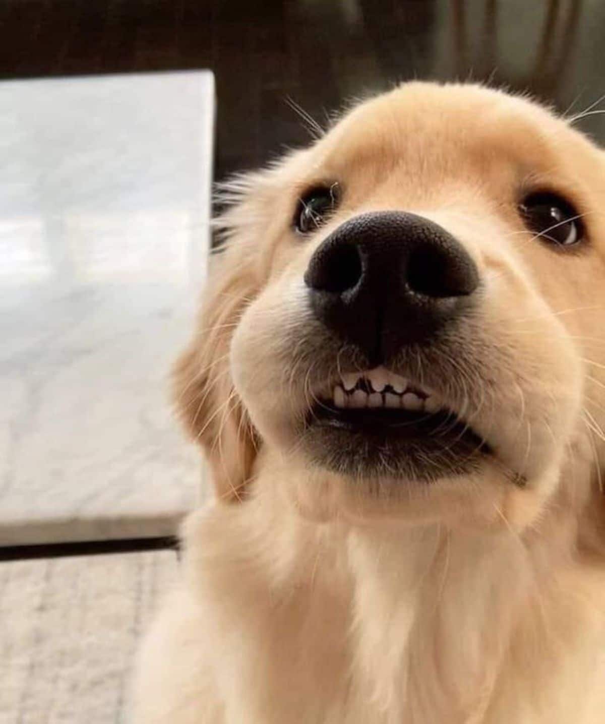 a golden retriever puppy with its teeth showing