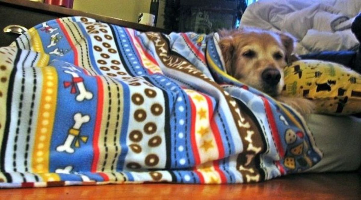 an old golden retriever covered in a colourful blanket and sleeping on a mattress