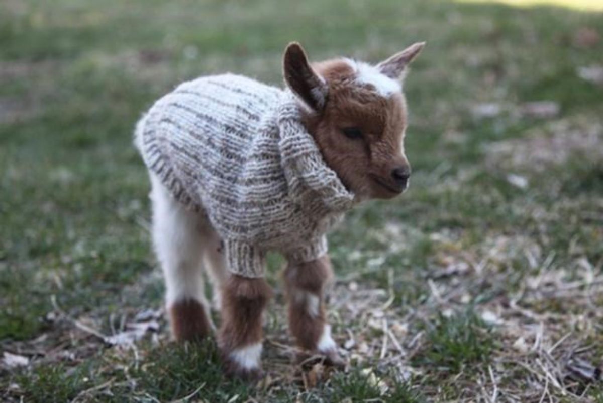 brown and white baby goat wearing a grey sweater
