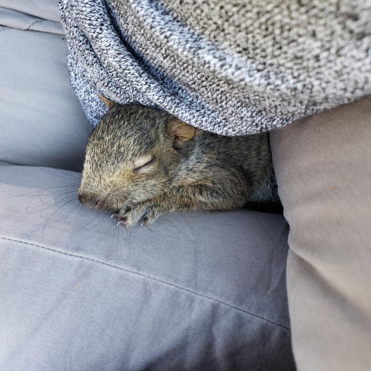 a grey baby squirrel sleeping on someone's lap
