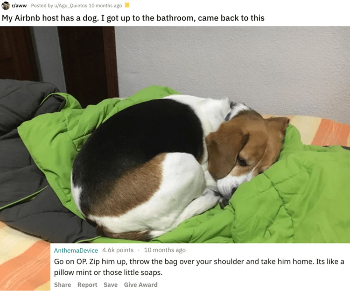 beagle on green bedding