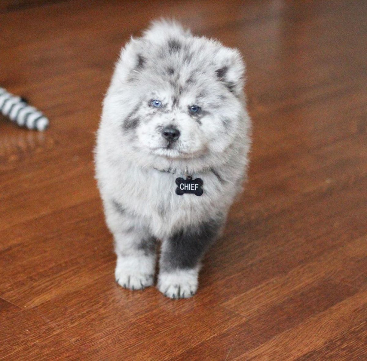 black and white chow chow standing on a wooden floor