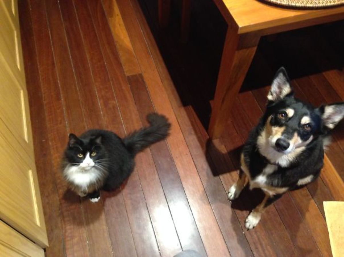 black and white cat and dog witting on a dark wood floor