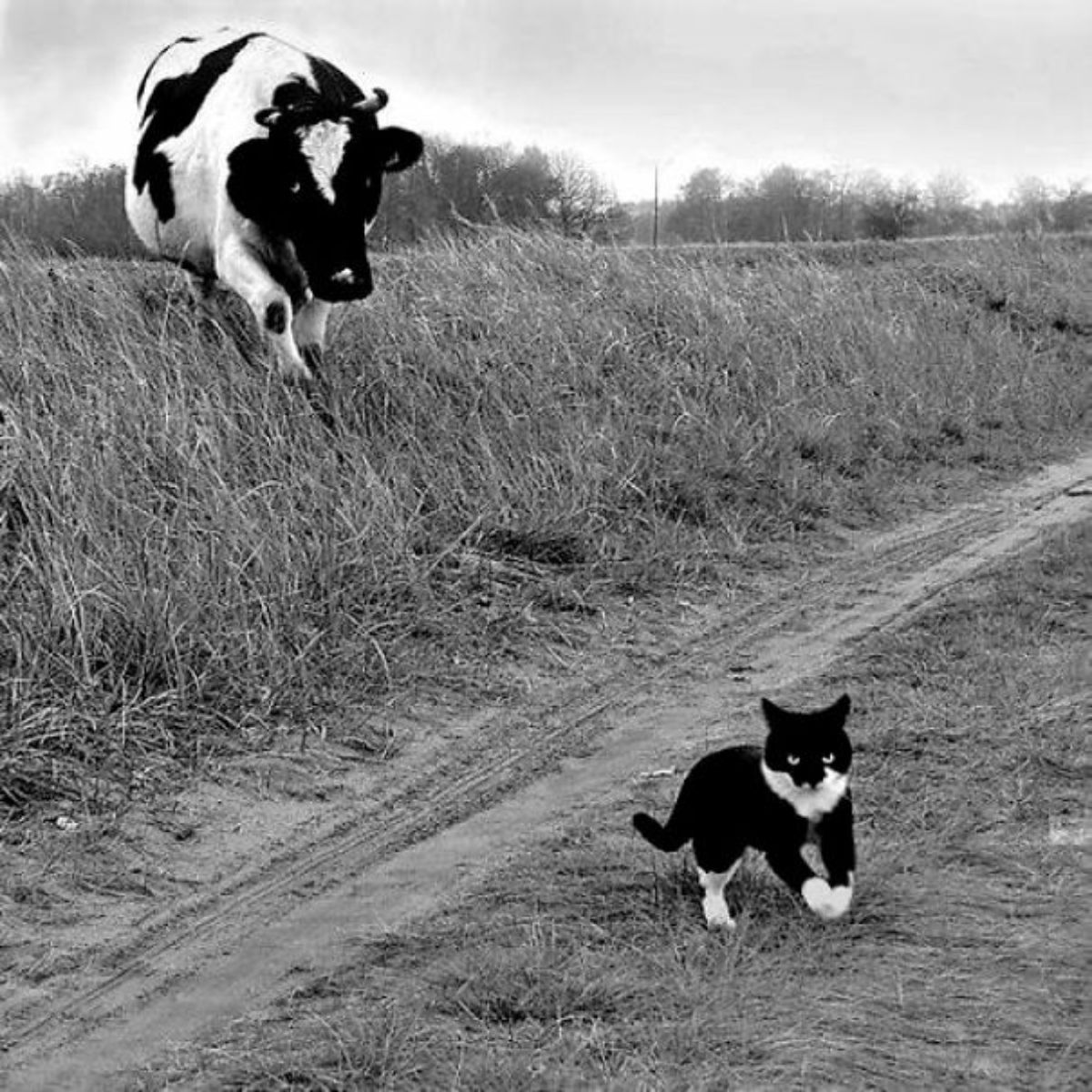 black and white cow chasing a black and white cat on a road