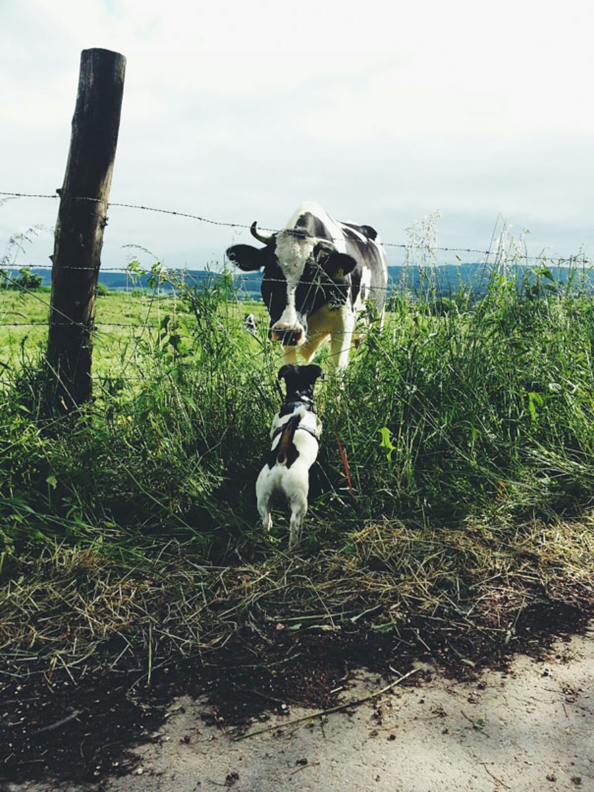 a black and white dog sniffing a black and white cow through a fence