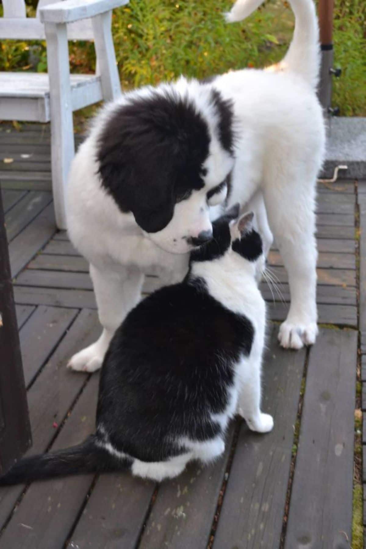 black and white dog and cat sniffing each other on a patio
