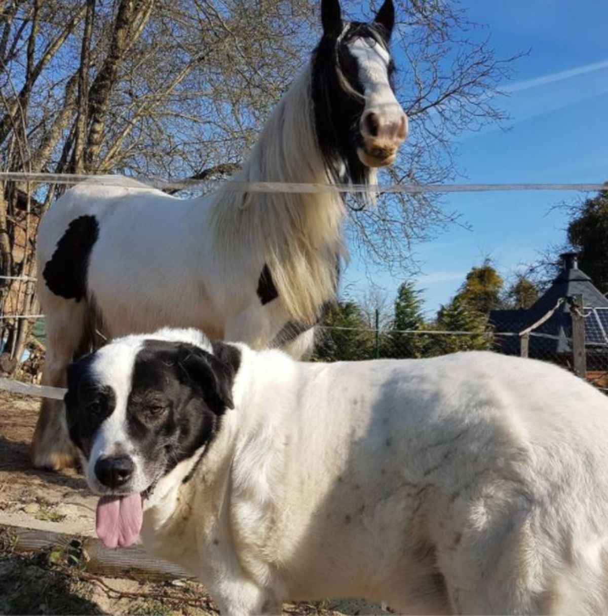 black and white dog with a black and white horse behind a fence