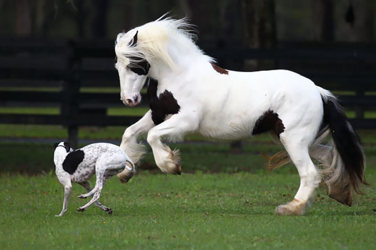 black and white horse chasing a black and white dog in a field of grass