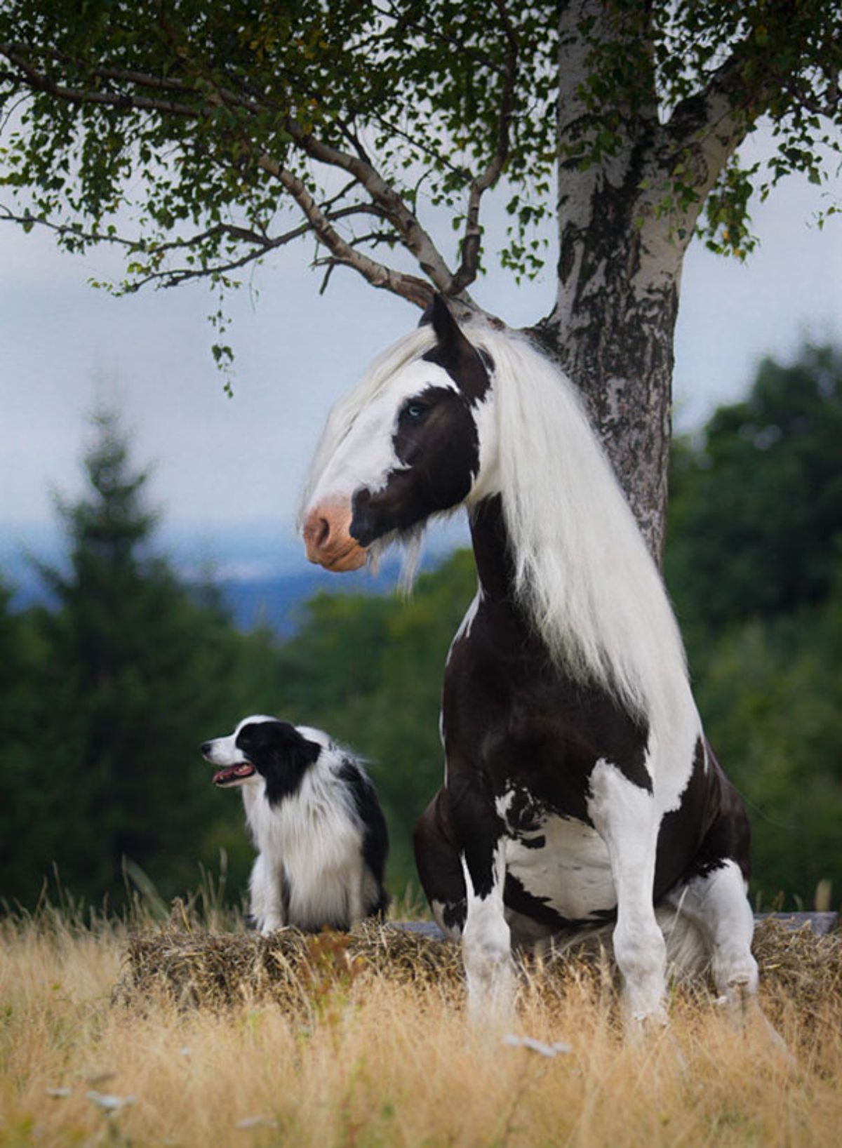 black and white dog and horse sitting in a field