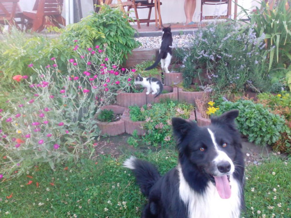 black and white dog with a black and white cat and a black and white kitten in a garden with flowers