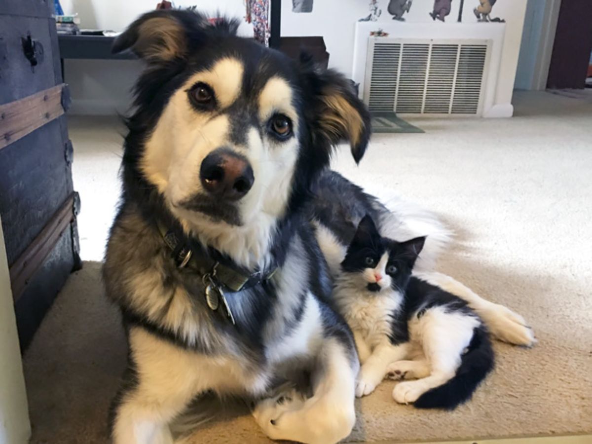 black and white husky cuddling with a black and white kitten