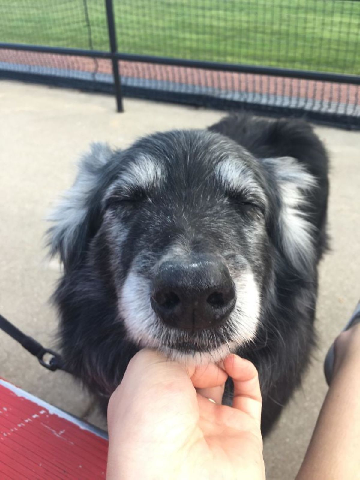 black and white dog getting chin scritches