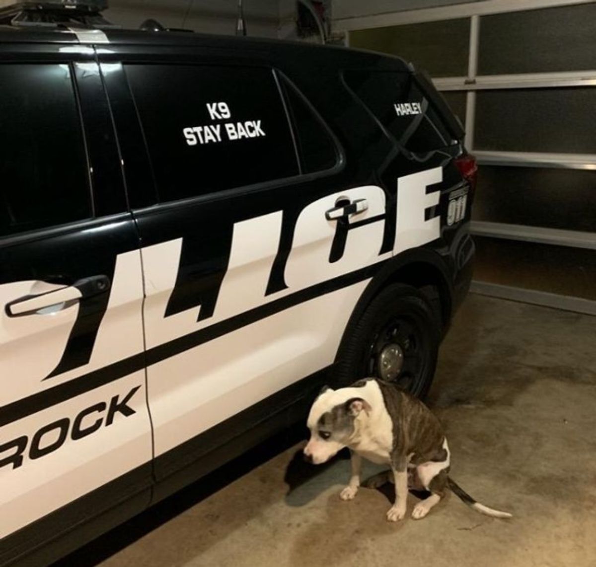 a black and white dog is on the ground next to a black and white police vehicle
