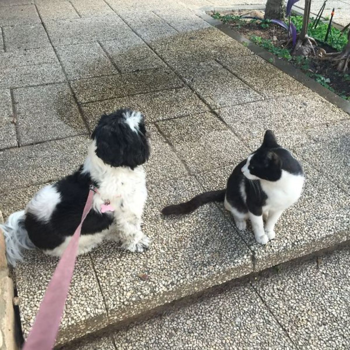 black and white dog on a pink leash sitting next to a black and white cat