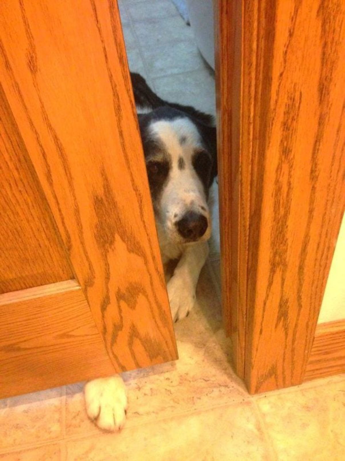 black and white dog peering between a brown door and doorjamb