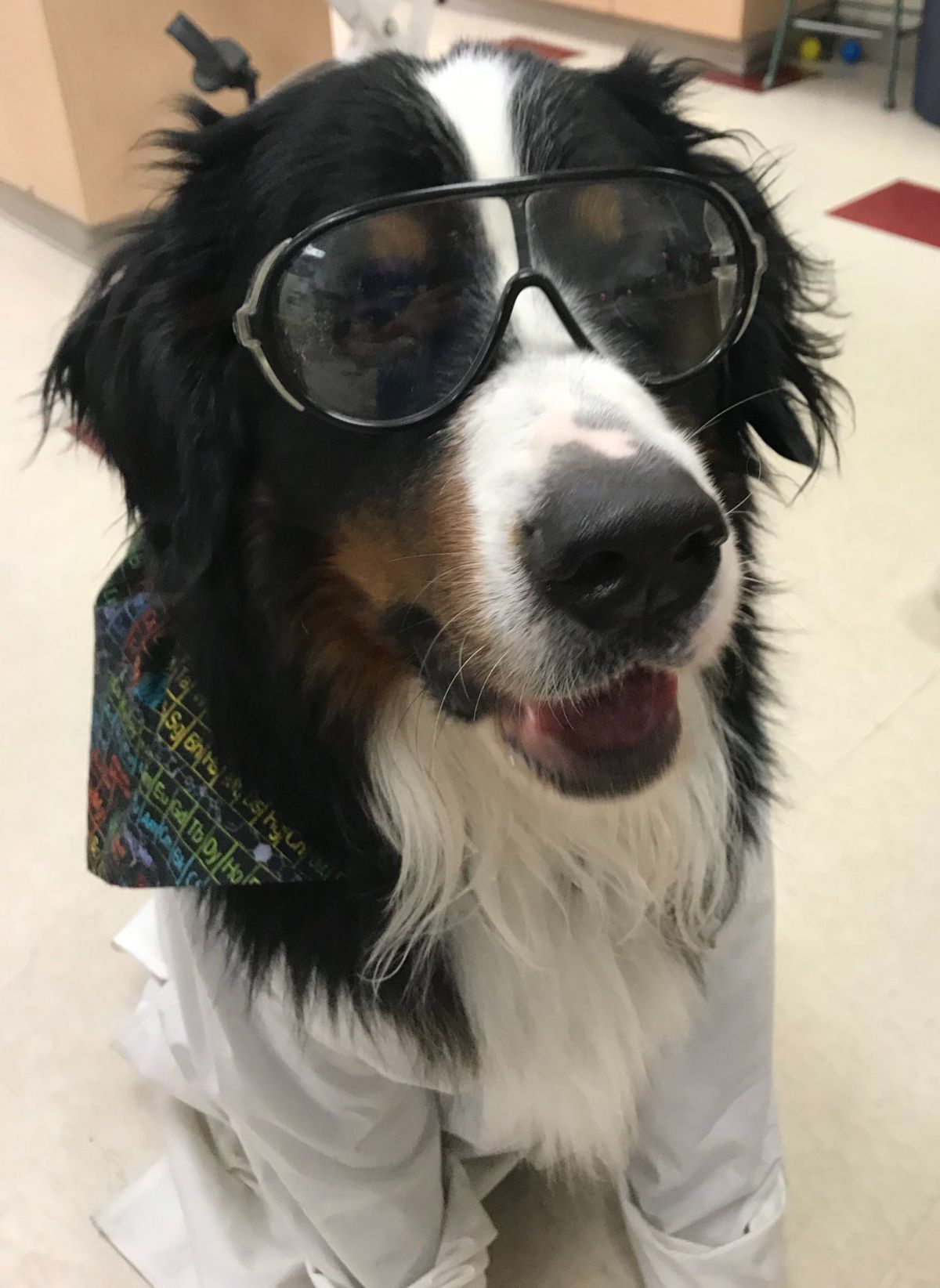 a bernese mountain dog is wearing black glasses and earing a white lab coat in a lab