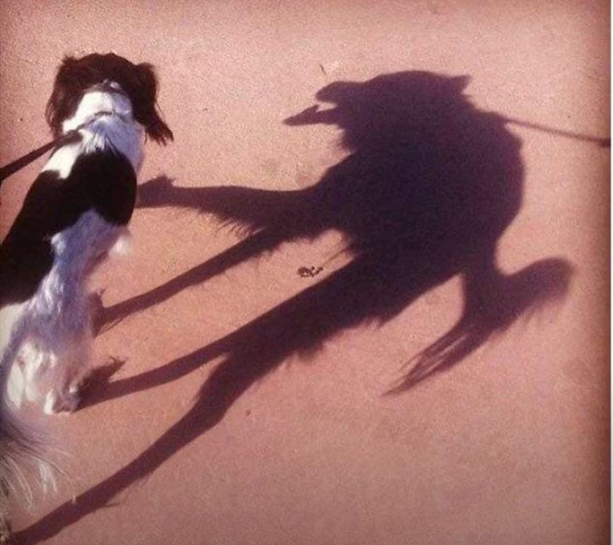 black and white dog with a demon dog shadow