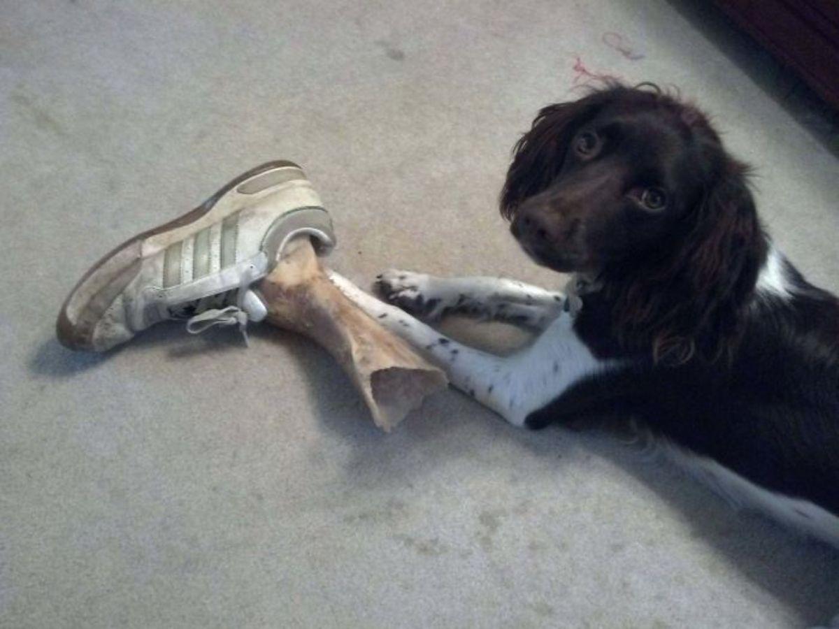 black and white dog with shoe and a bone or human leg
