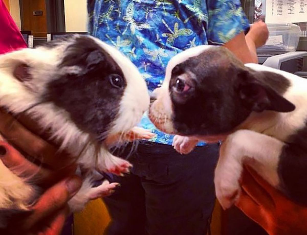 a black and white guinea pig and a black and white puppy sniffing each other