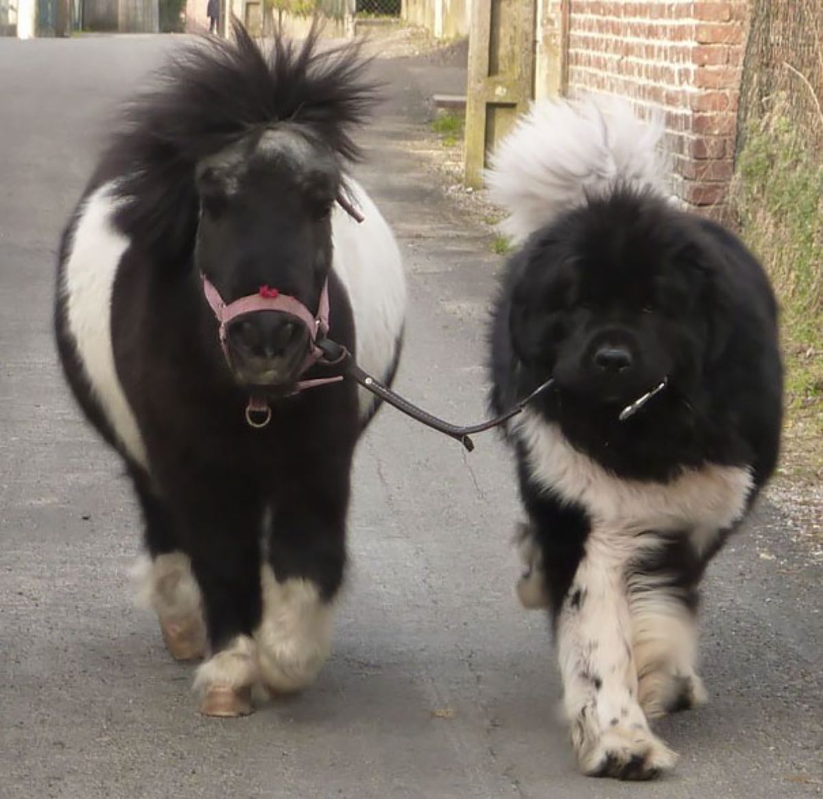 black and white pony and dog walking together