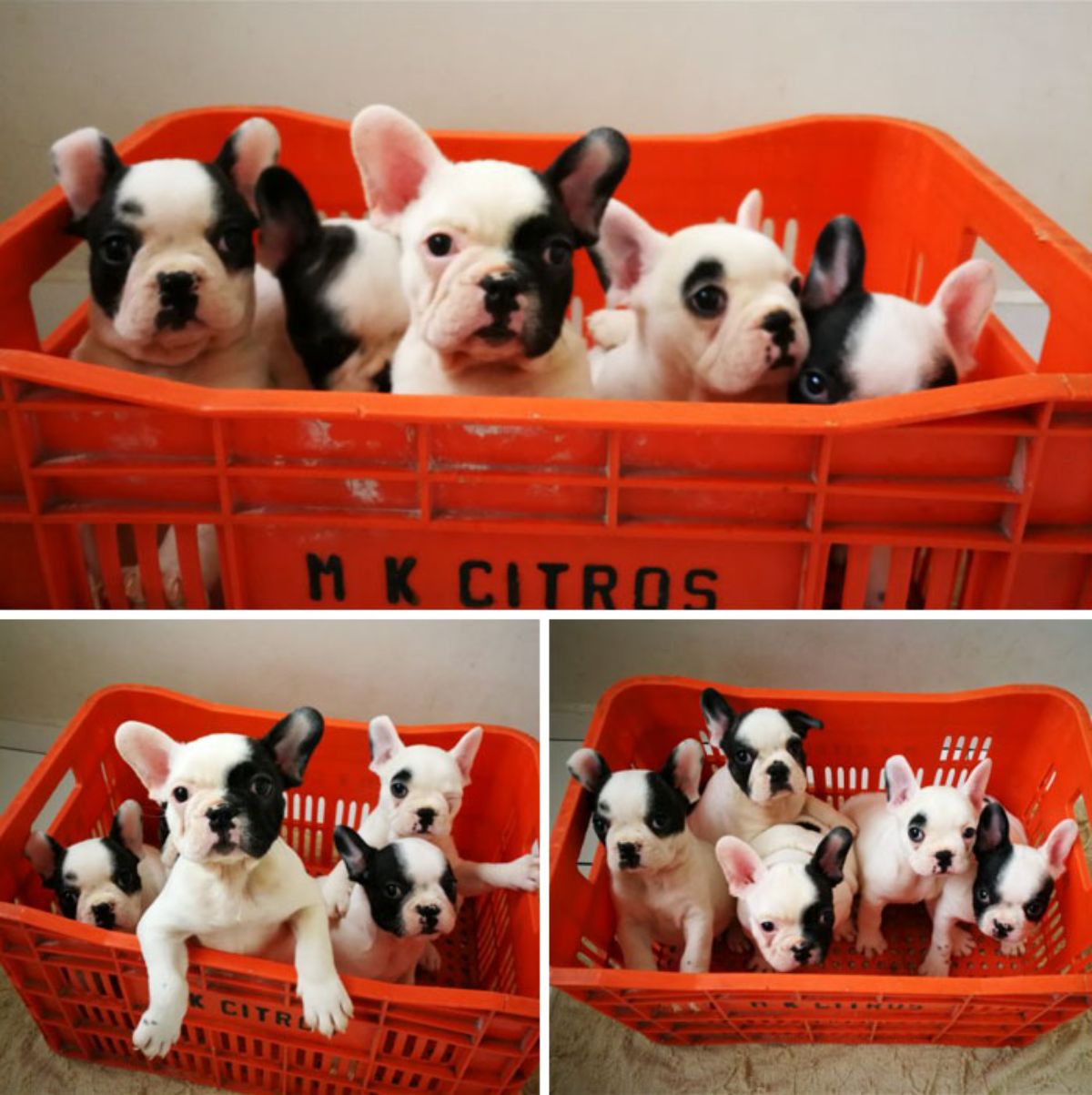 black and white puppies in an orange basket