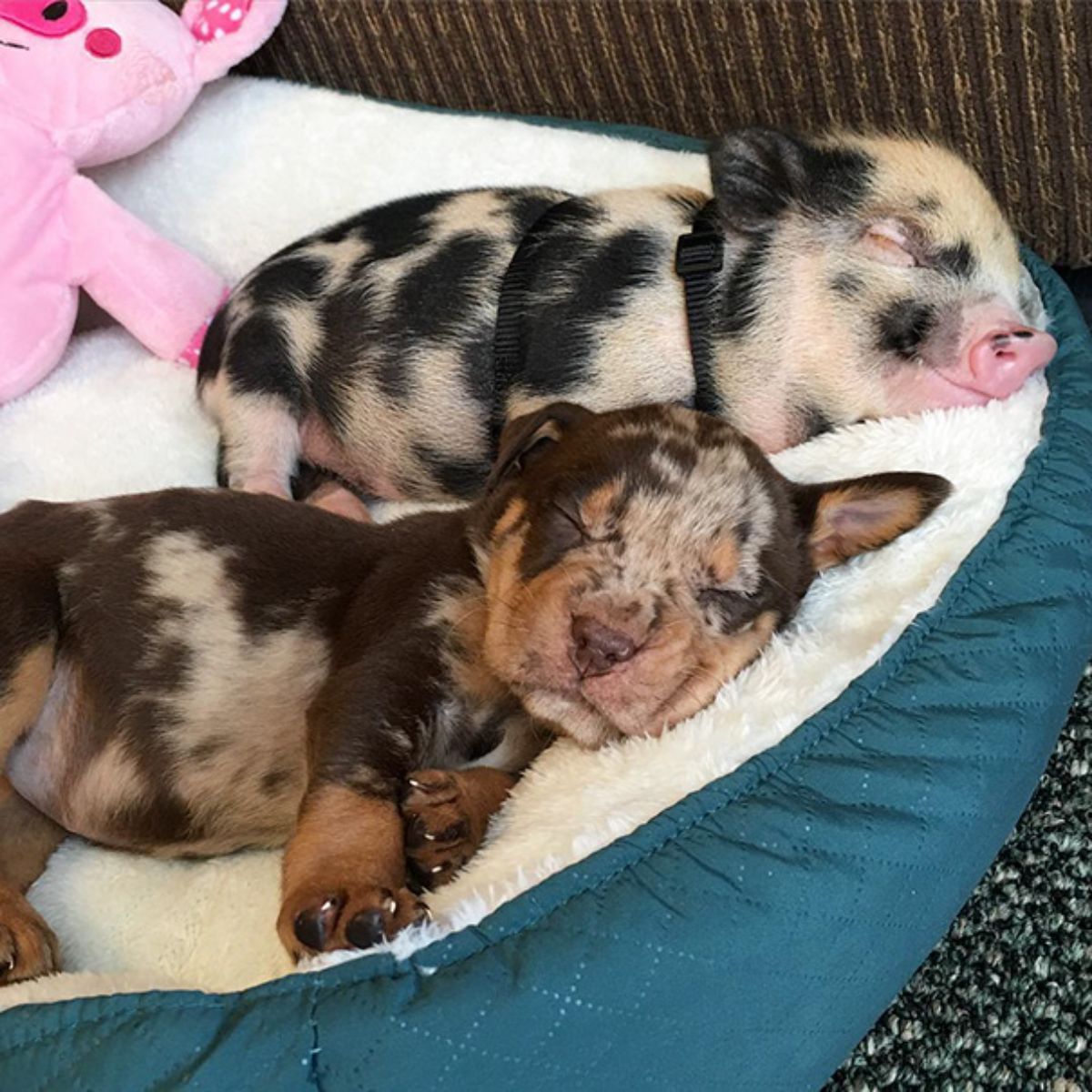 black and white puppy and piglet sleeping together