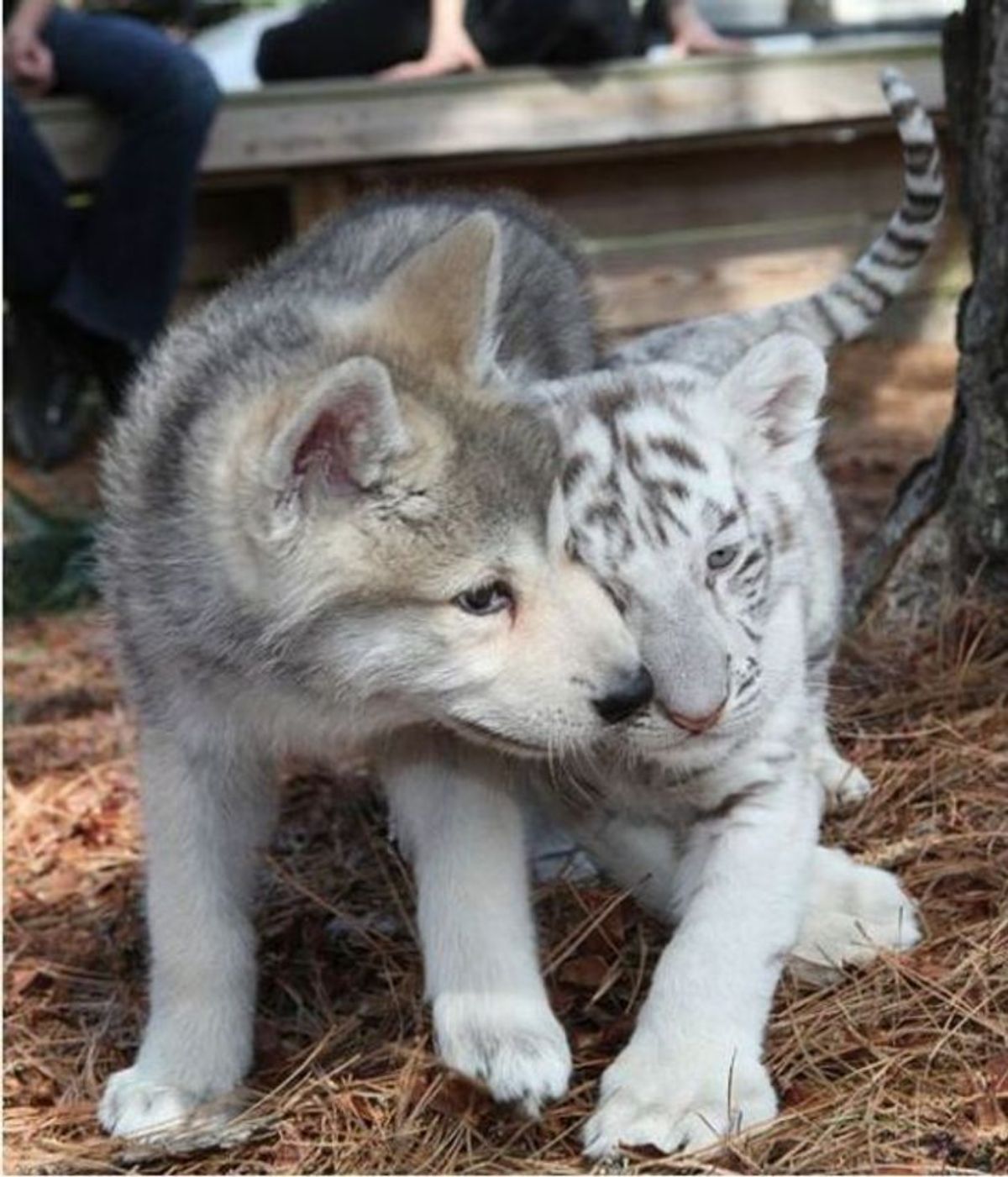 black and white puppy with a black and white tiger cub