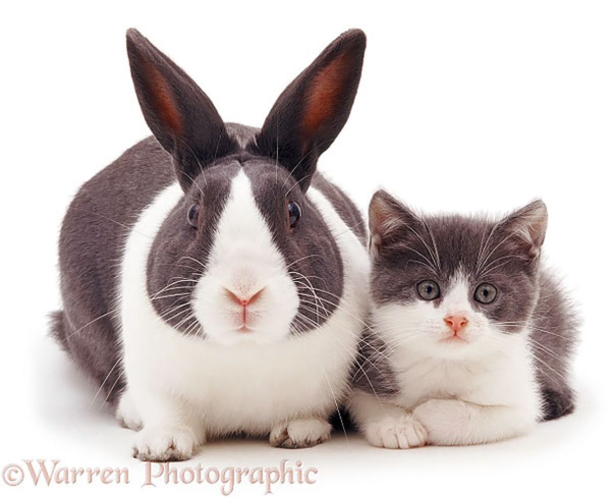 black and white rabbit and kitten sitting next to each other