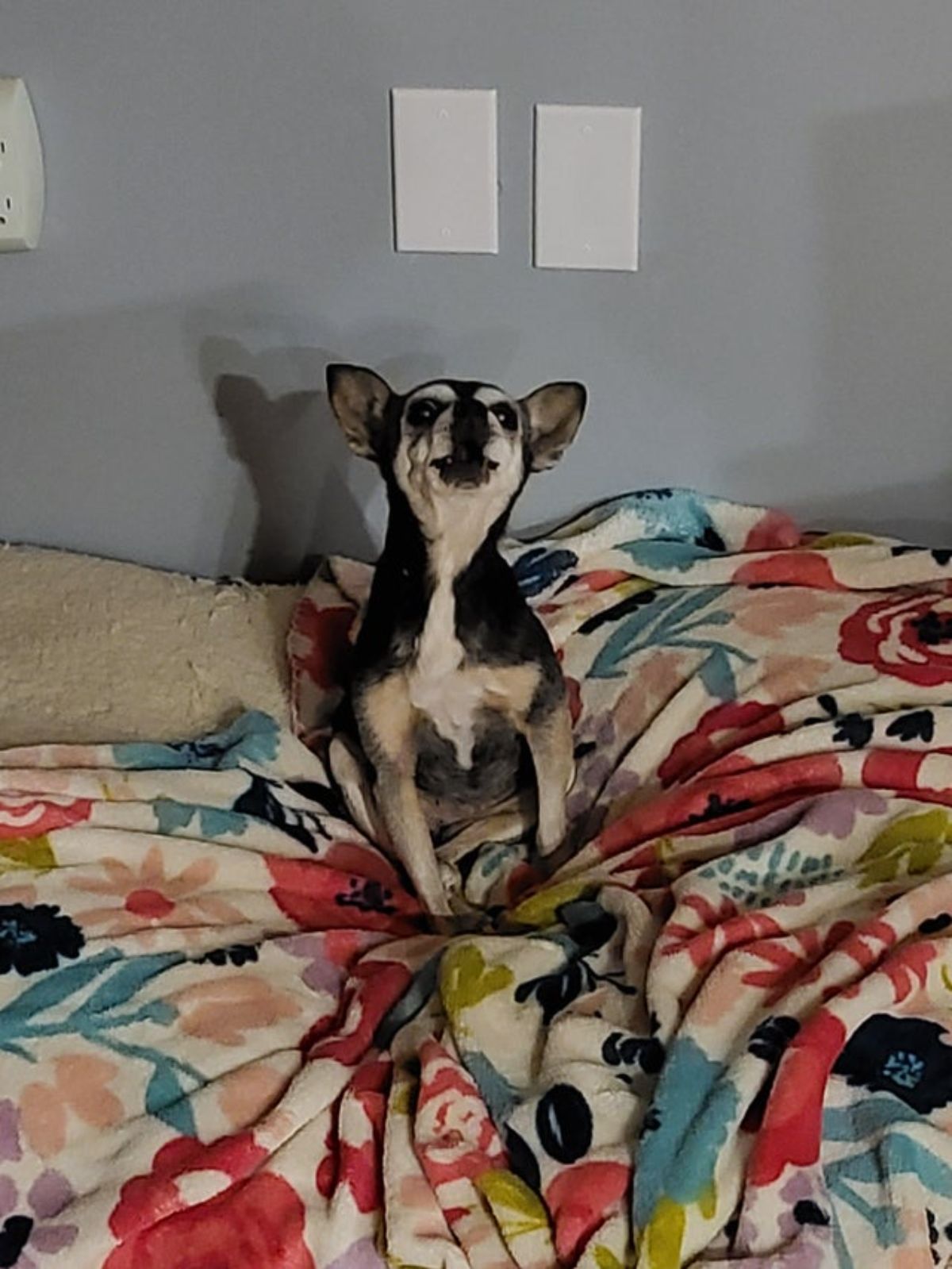 black brown and white chihuahua howling