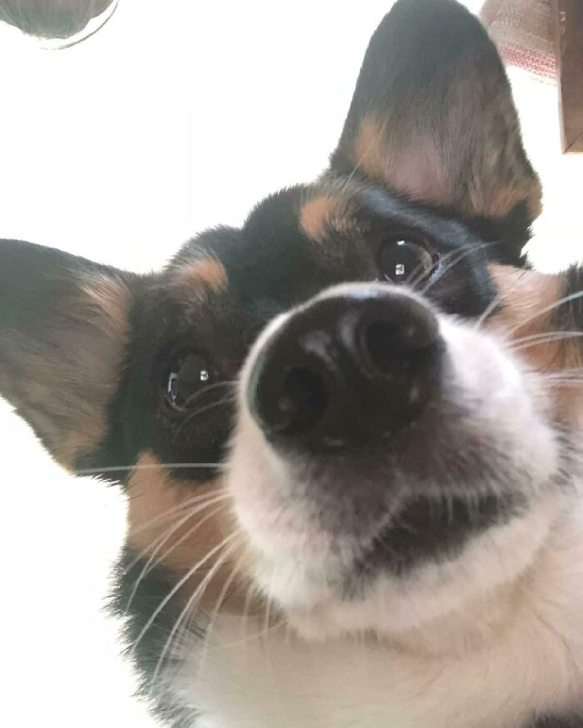 black brown and white corgi close up of its face