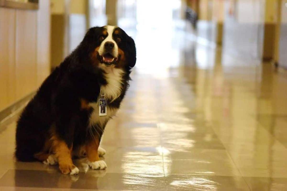 a bernese mountain dog is sitting in a hallway