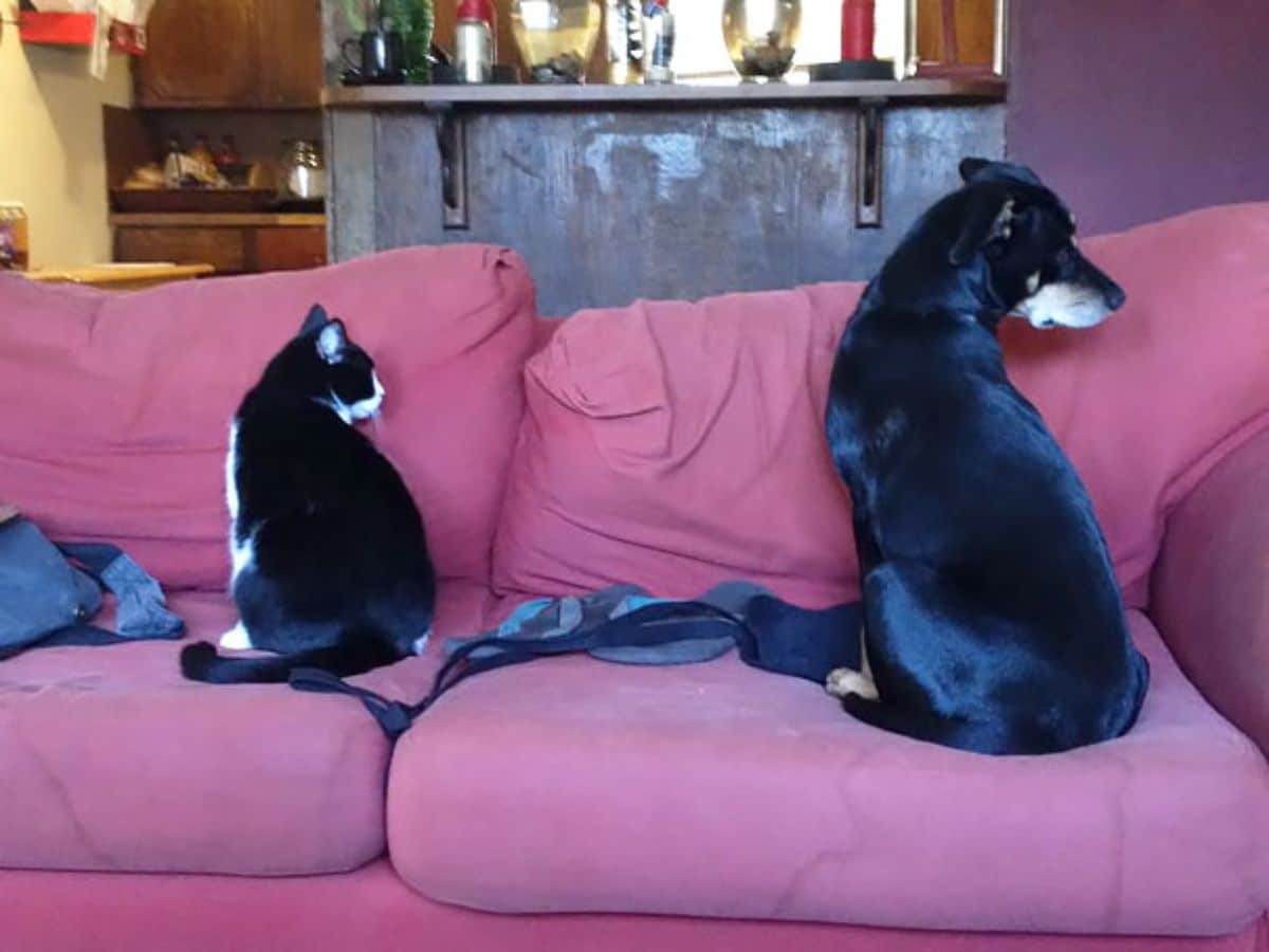 black cat and dog sitting on a pink couch and turning to their right