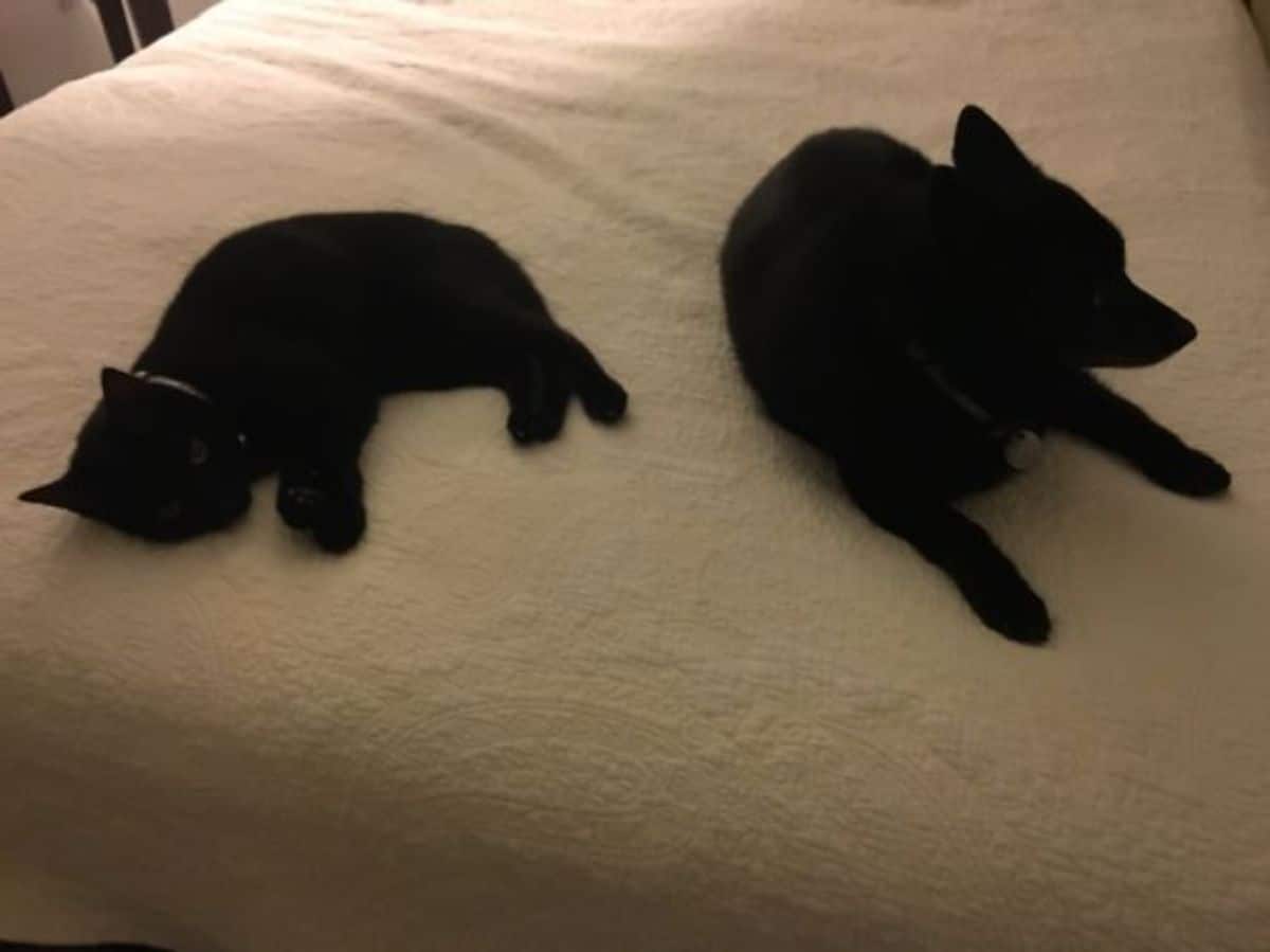 black cat and black dog sleeping on a bed