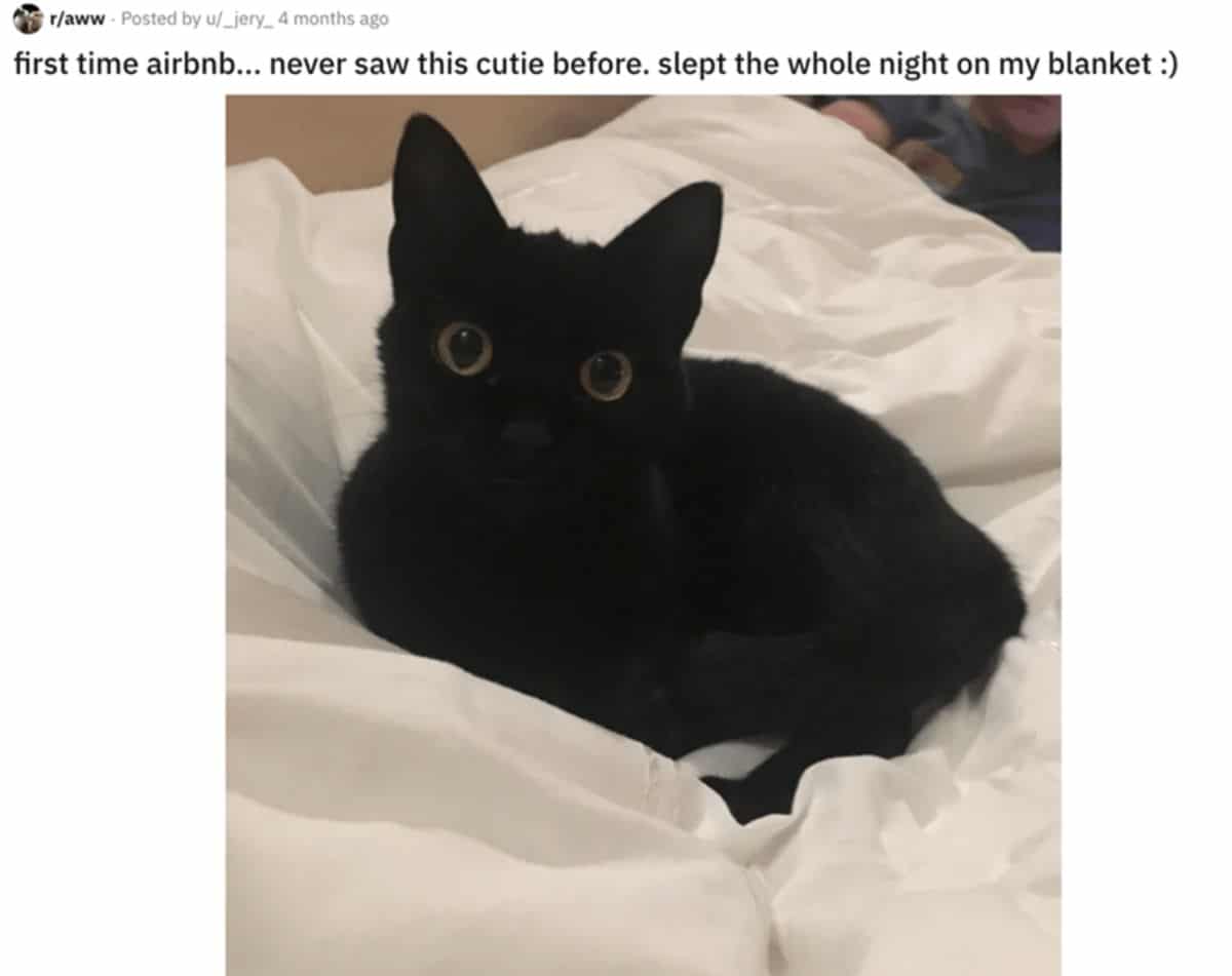 black cat on white bed