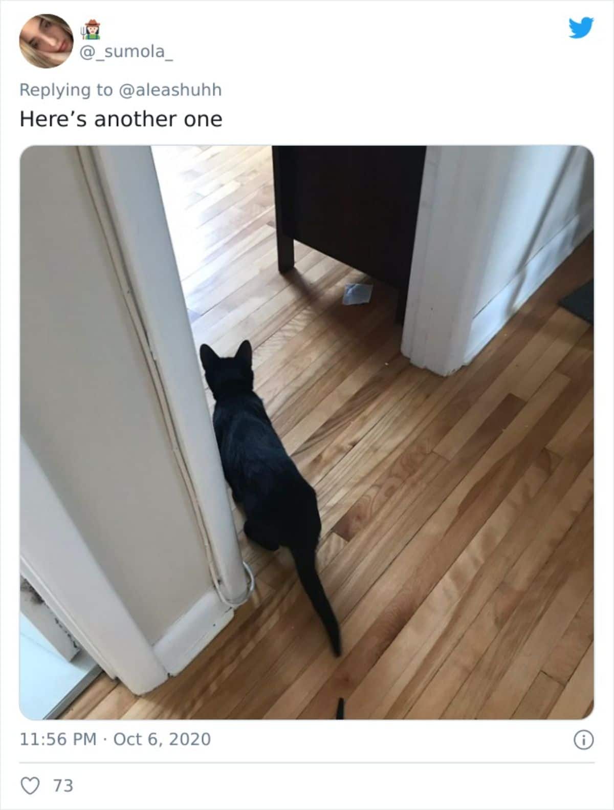 black cat standing in a doorway