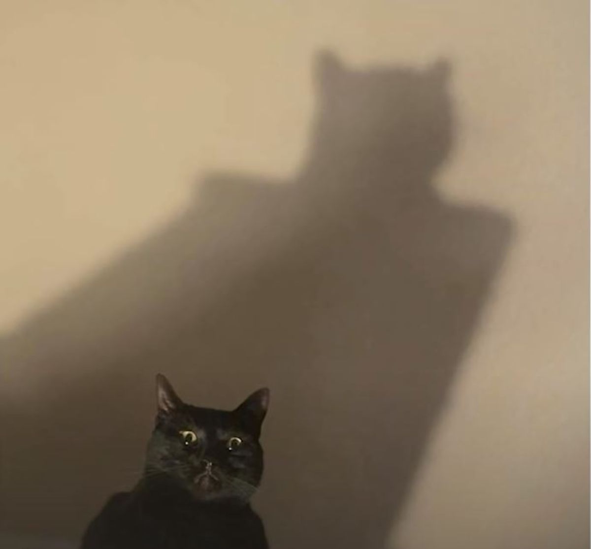black cat with giant batman shadow