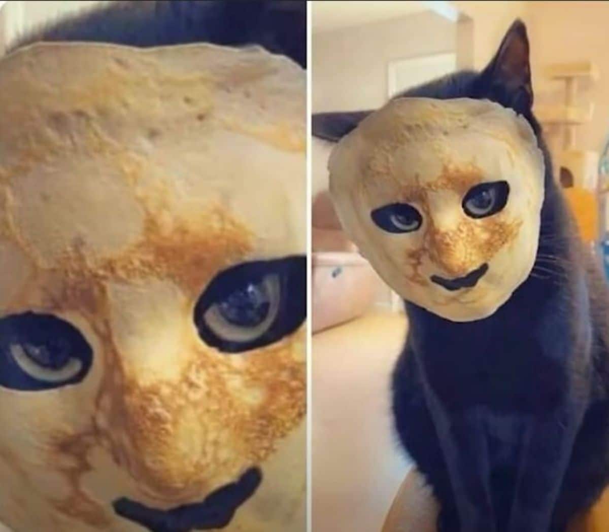 black cat with pancake on its face