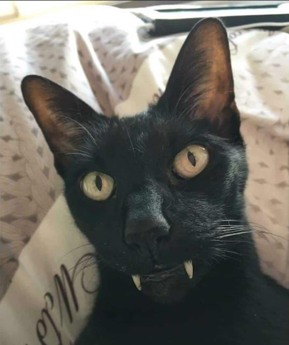black cat with vampire teeth 1