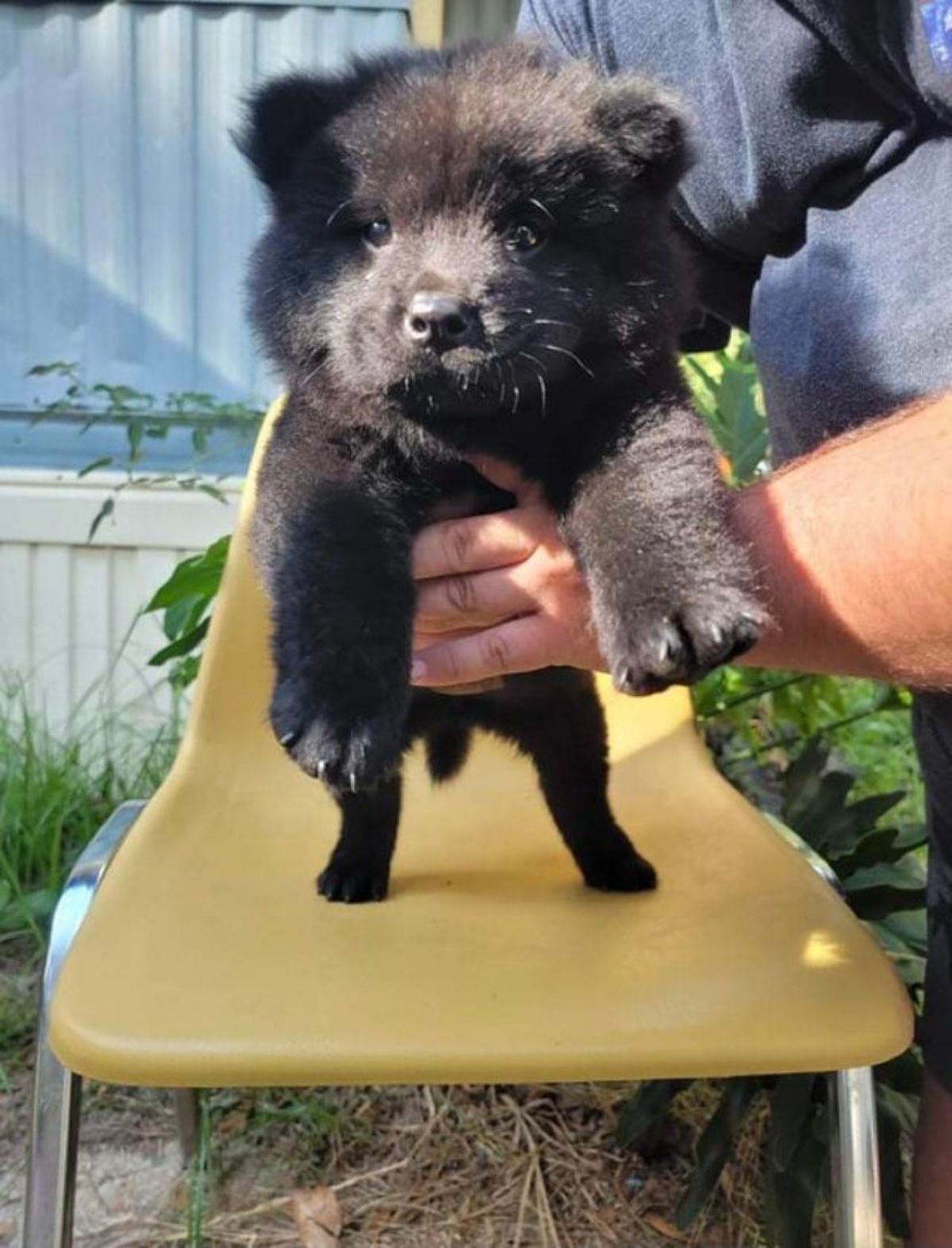black chow chow puppy being held by someone over a yellow chair