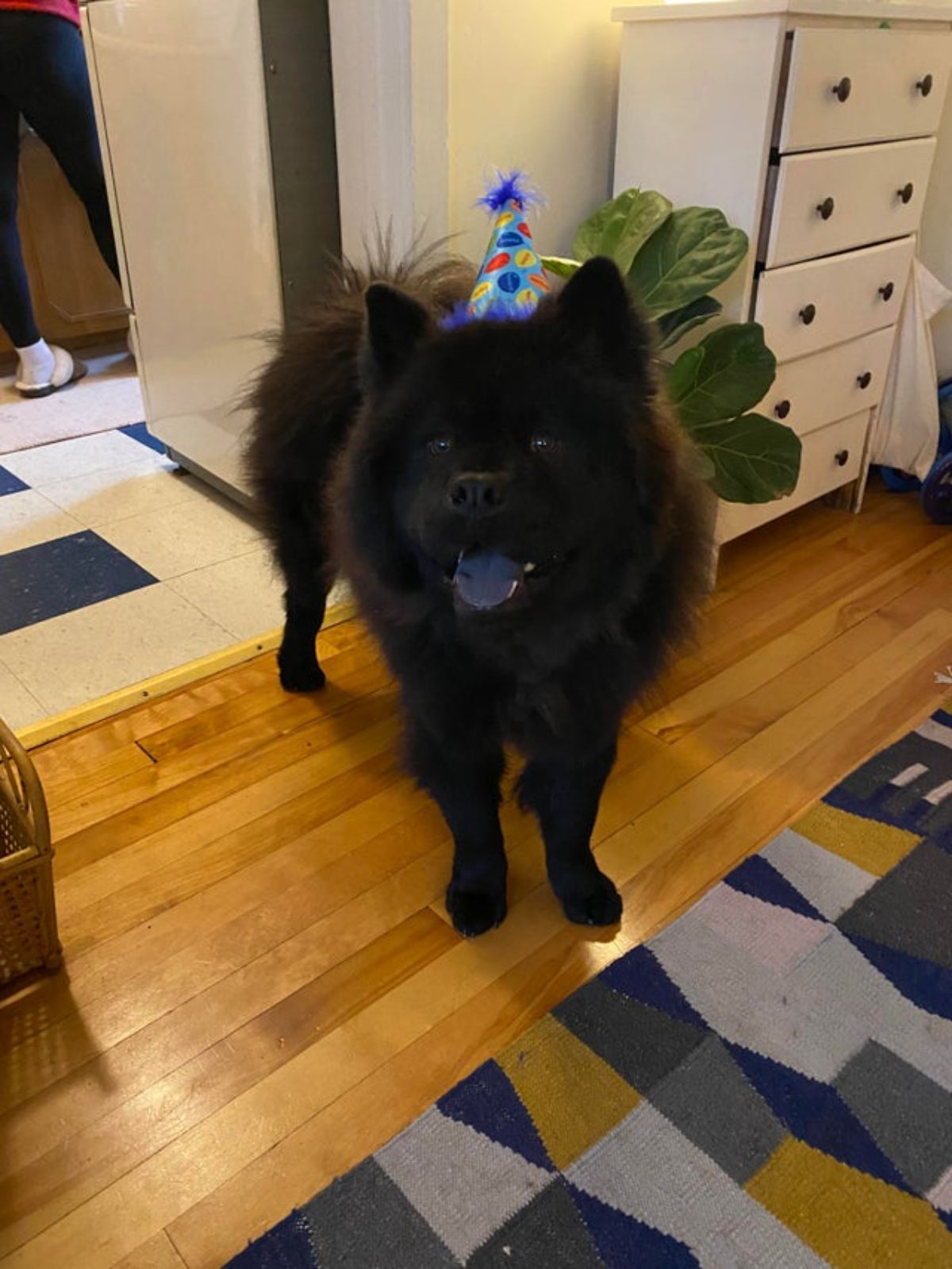 black chow chow standing on a wooden floor wearing a colourful birthdya hat